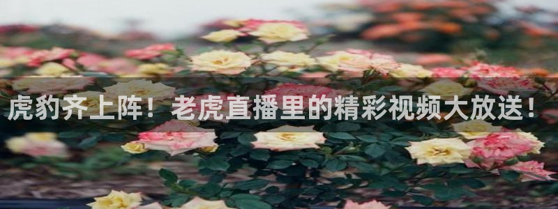 24直播体育直播：虎豹齐上阵！老虎直播里的精彩视频大放送！