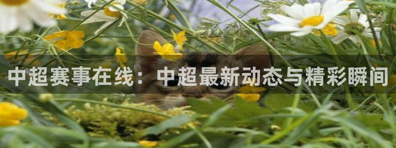 24直播体育免费观看入口：中超赛事在线：中超最新动态与精彩瞬间