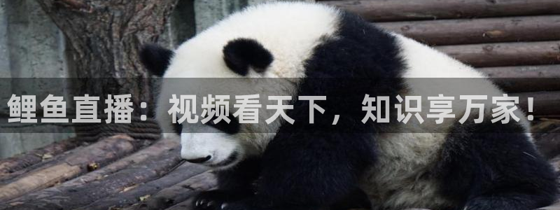 24直播免费篮球直播：鲤鱼直播：视频看天下，知识享万家！