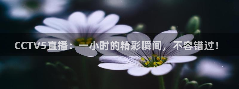 24直播网体育在线直播：CCTV5直播：一小时的精彩瞬间，不容错过！